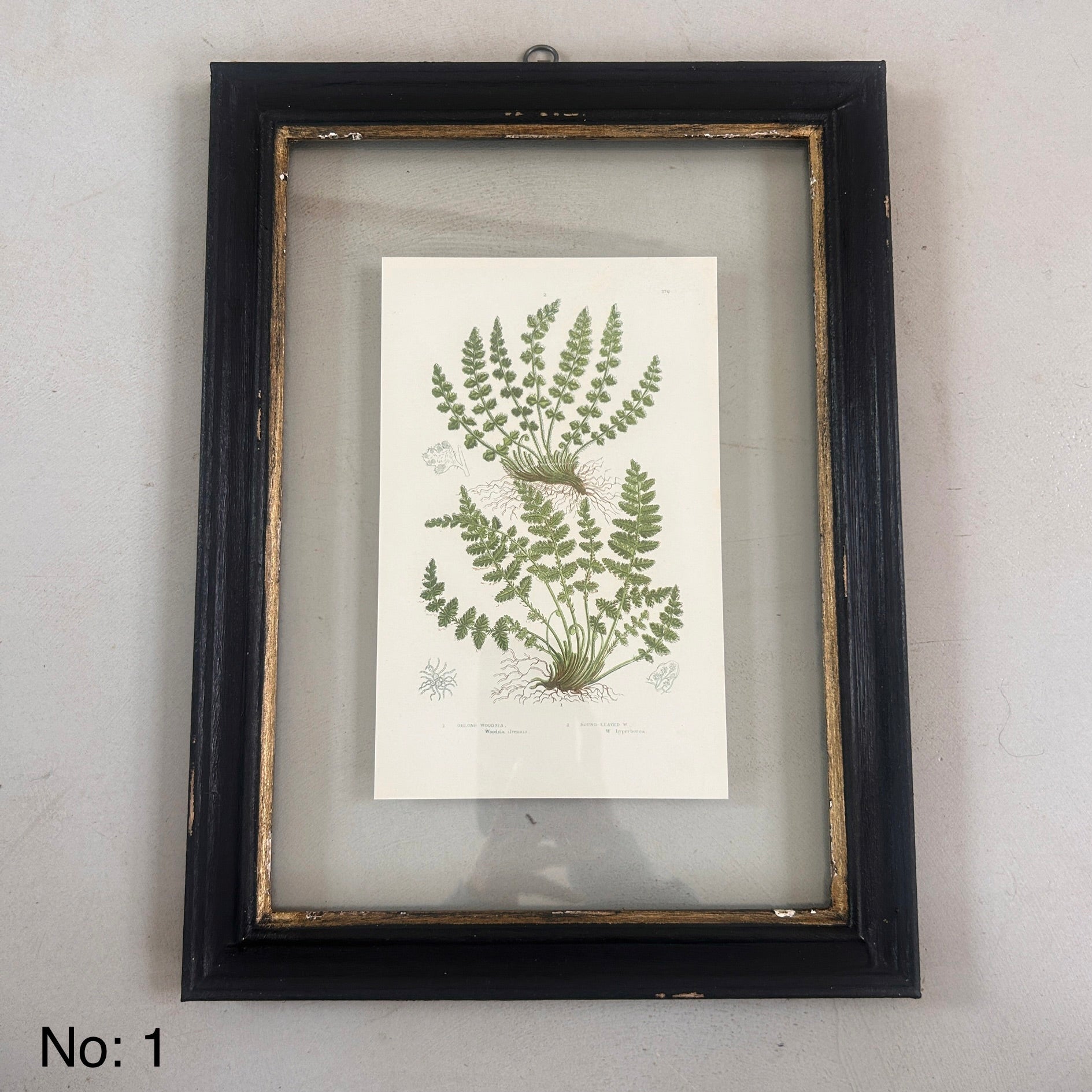 Antique Black Framed Fern Print | Small