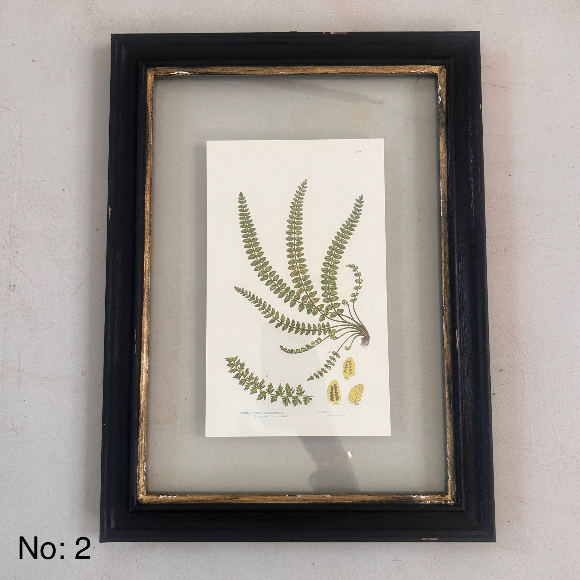 Antique Black Framed Fern Print | Small