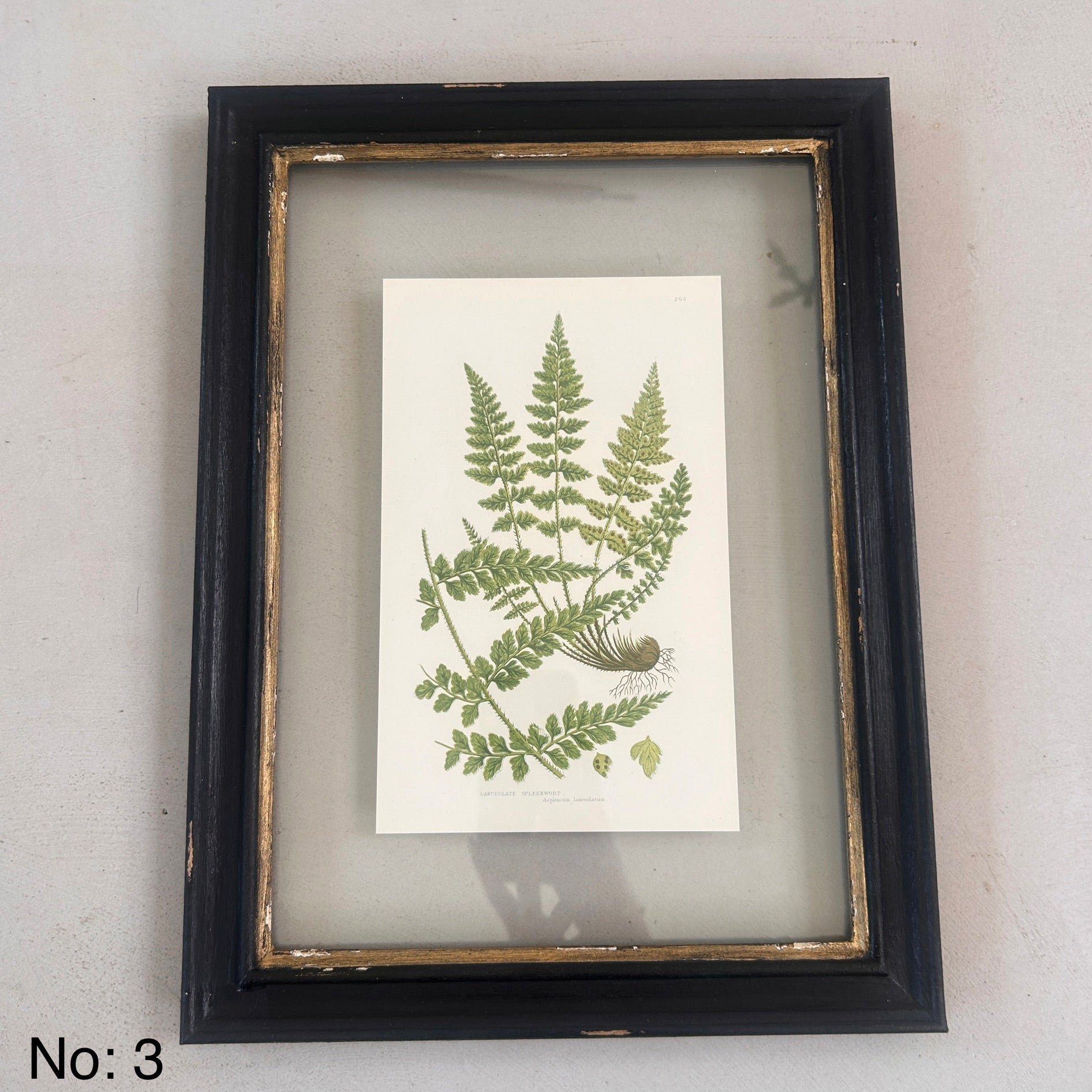 Antique Black Framed Fern Print | Small