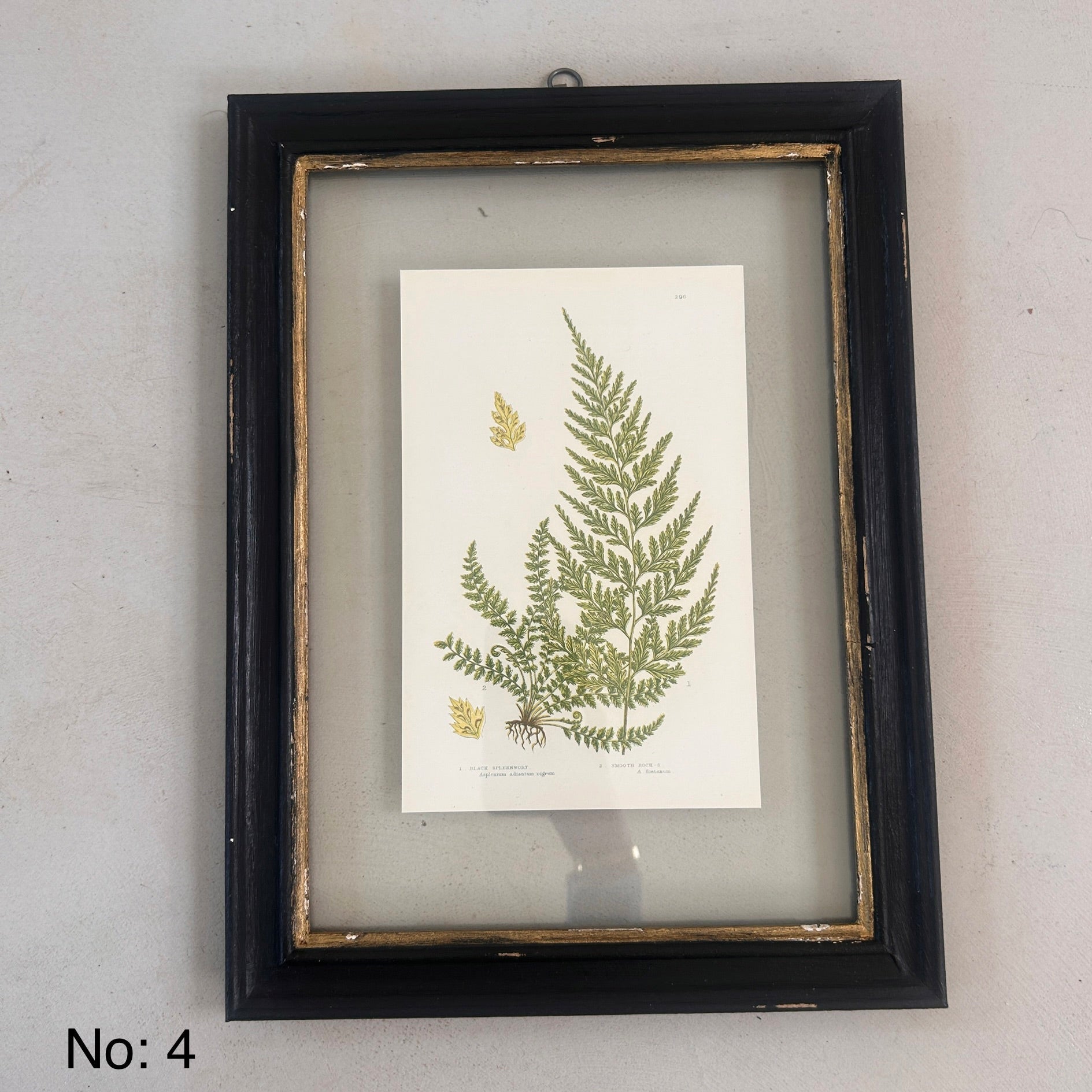 Antique Black Framed Fern Print | Small