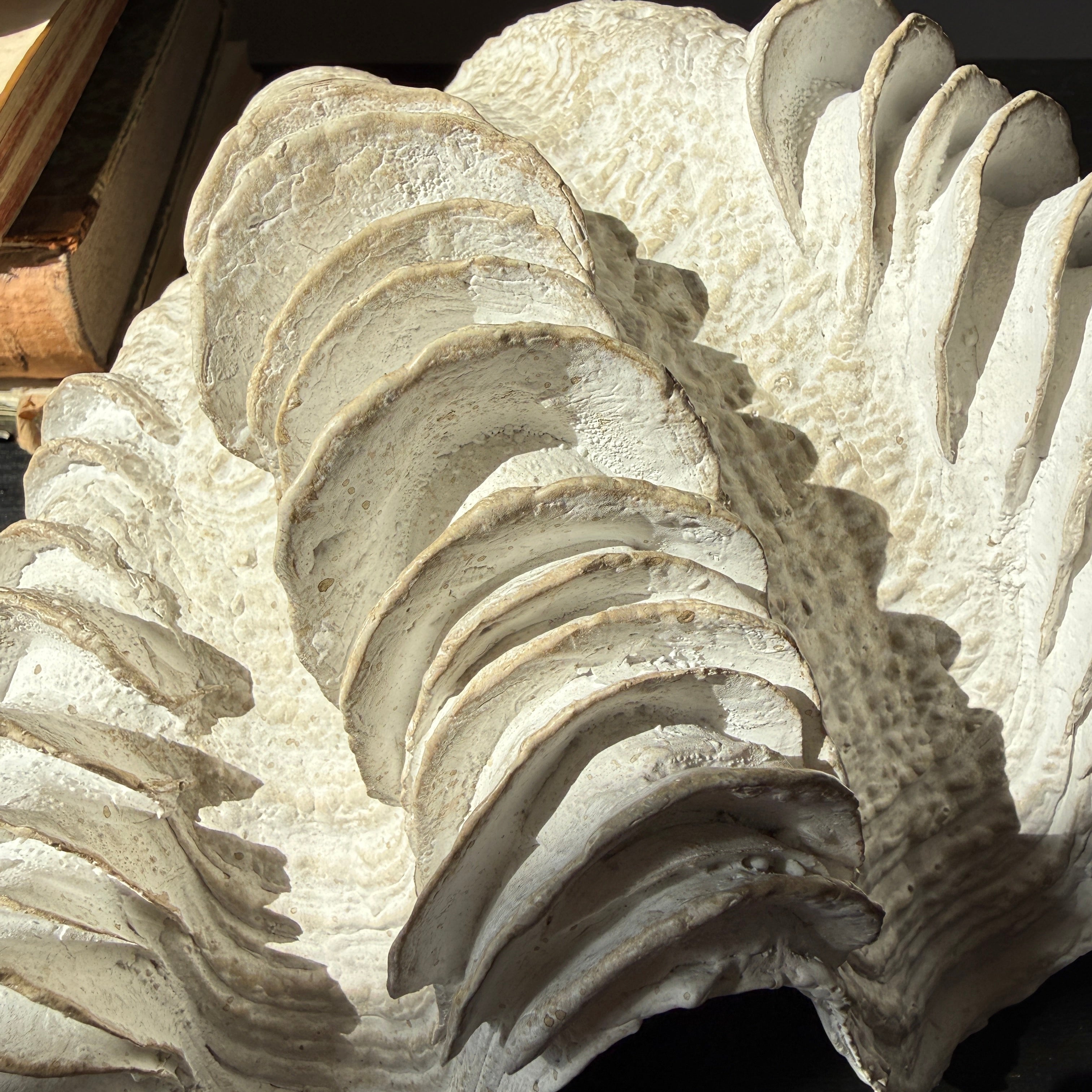 Decorative White Clam Shell
