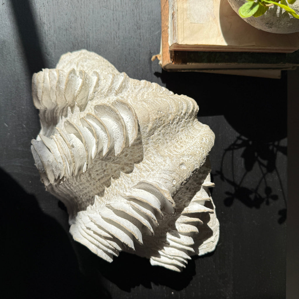Decorative White Clam Shell