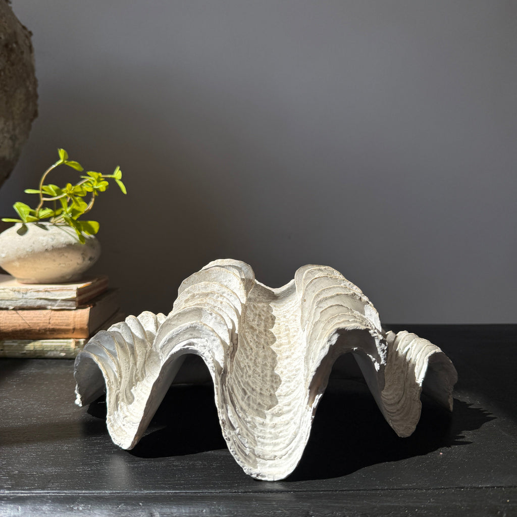 Decorative White Clam Shell