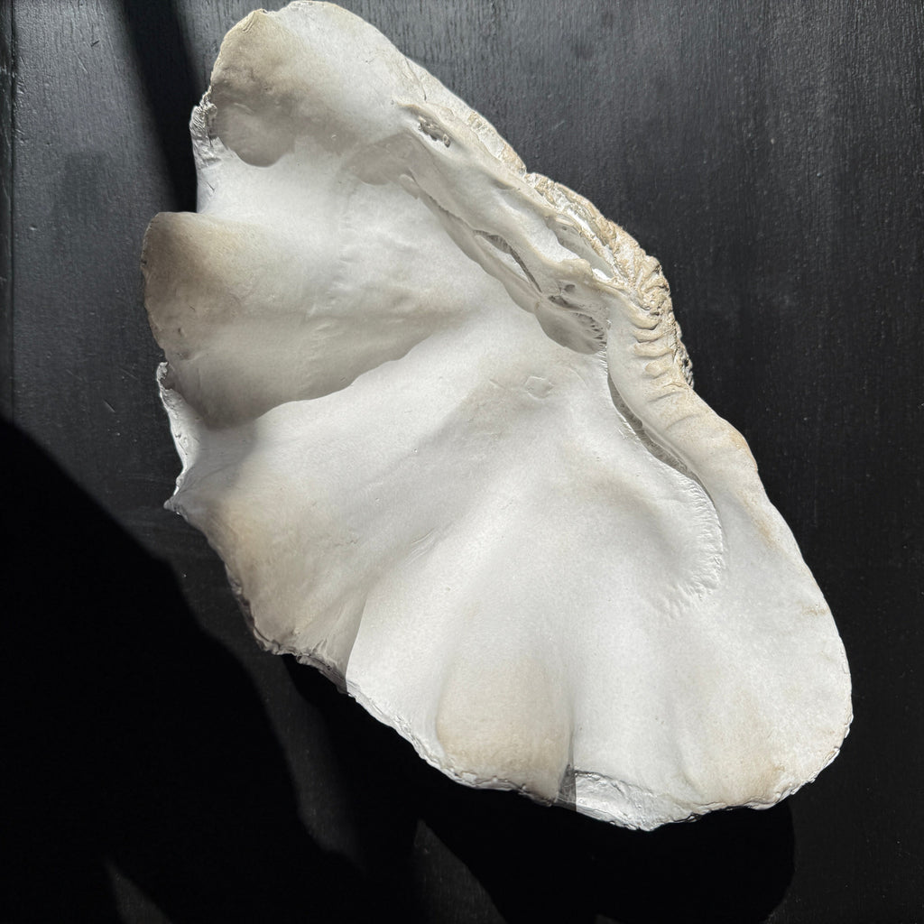 Decorative White Clam Shell