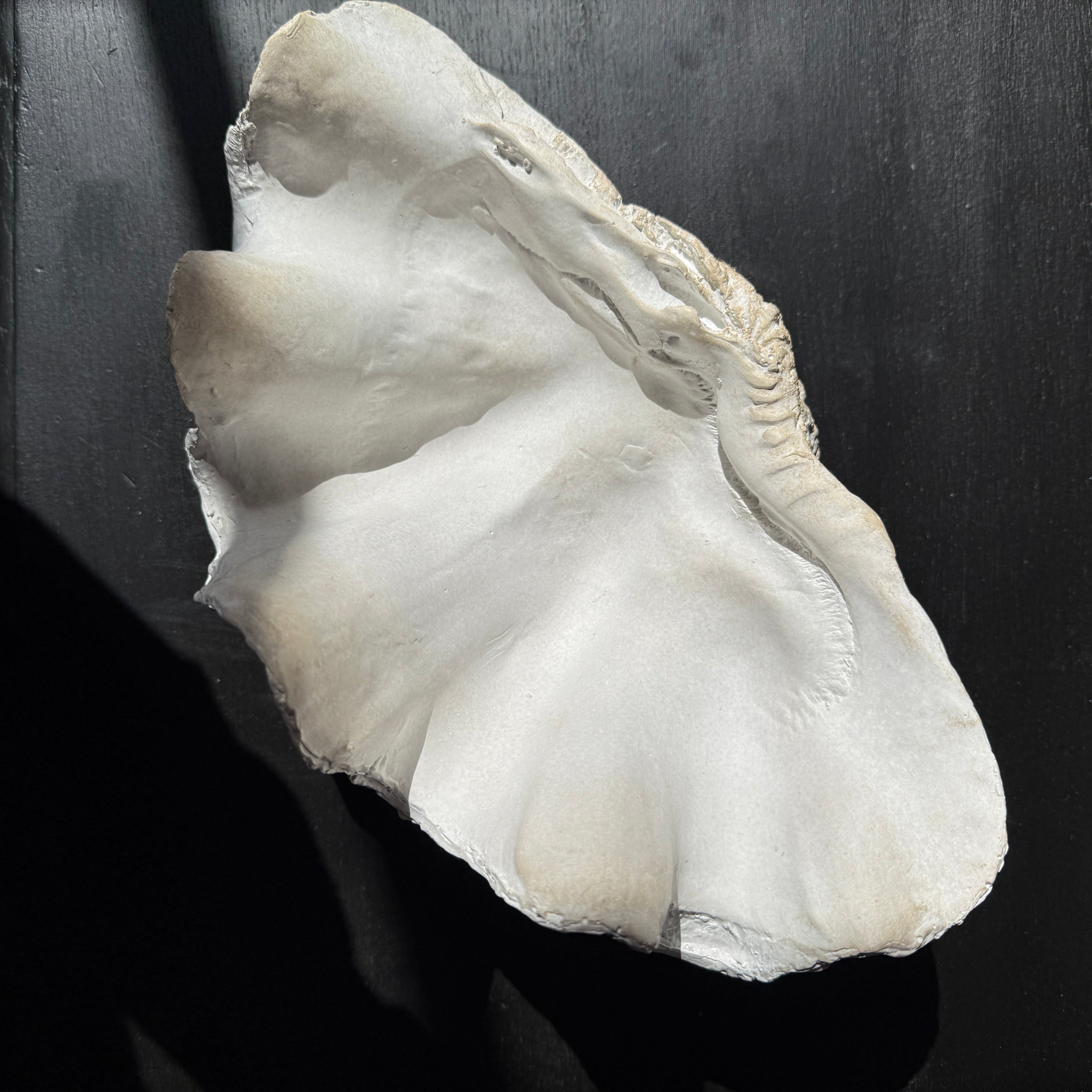 Decorative White Clam Shell