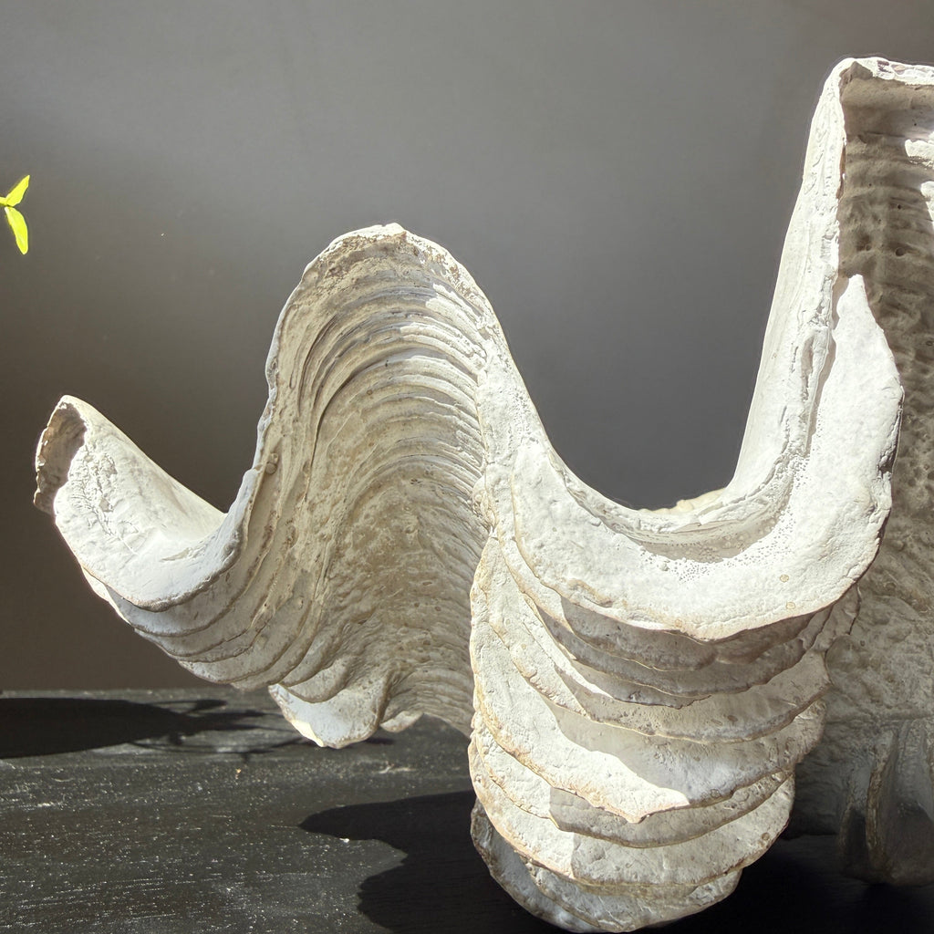 Decorative White Clam Shell