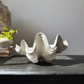 Decorative White Clam Shell