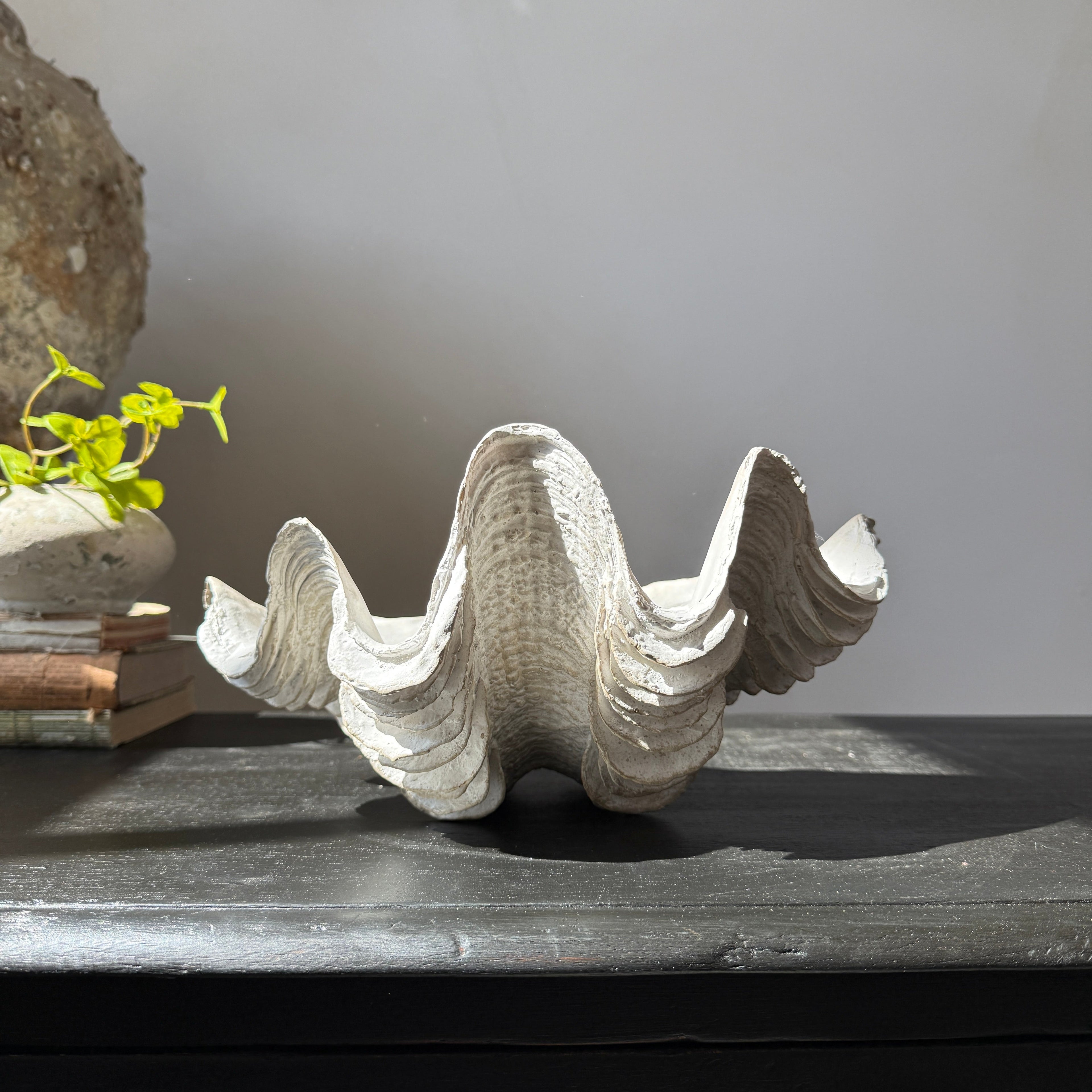 Decorative White Clam Shell