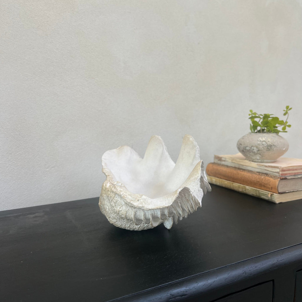 Decorative White Clam Shell