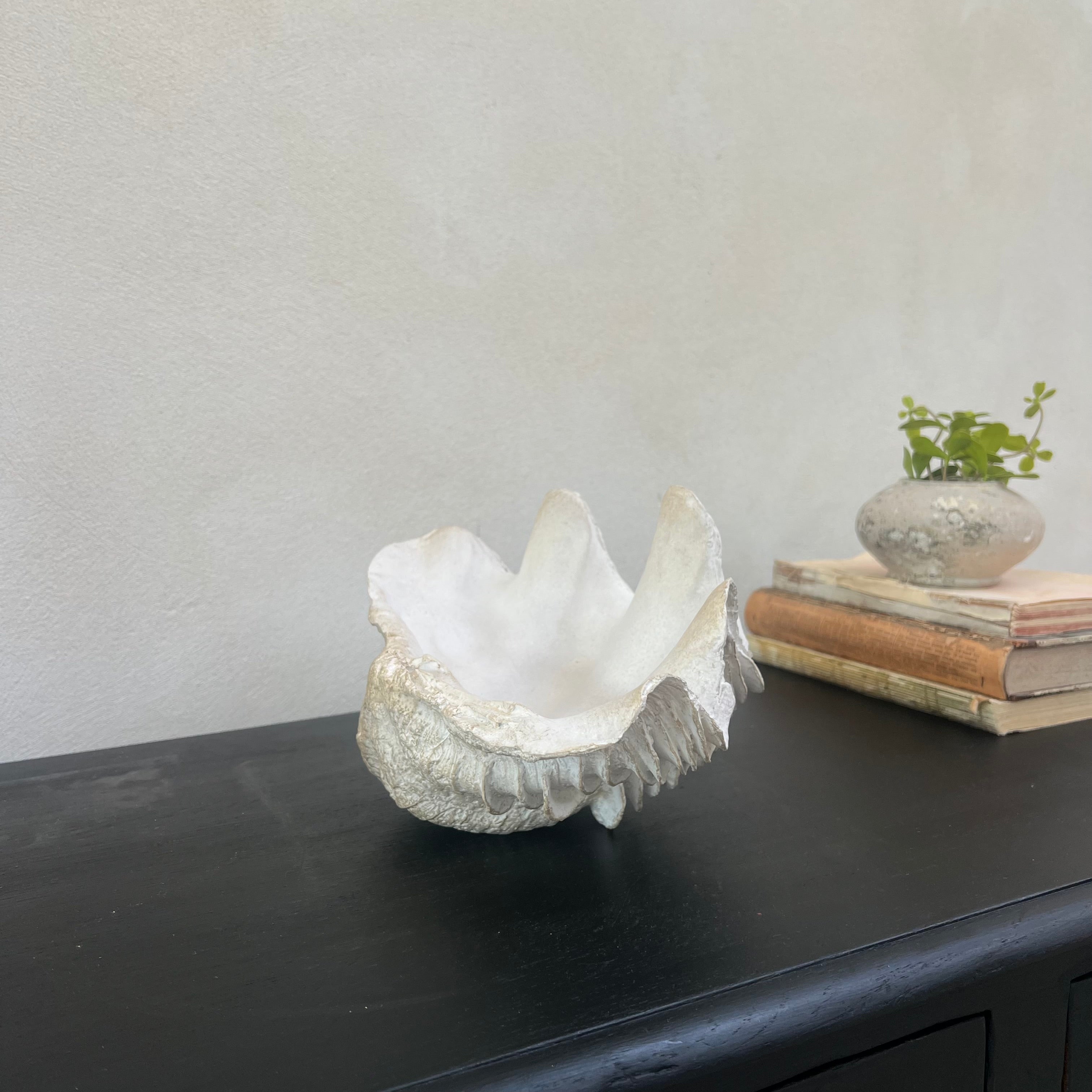 Decorative White Clam Shell