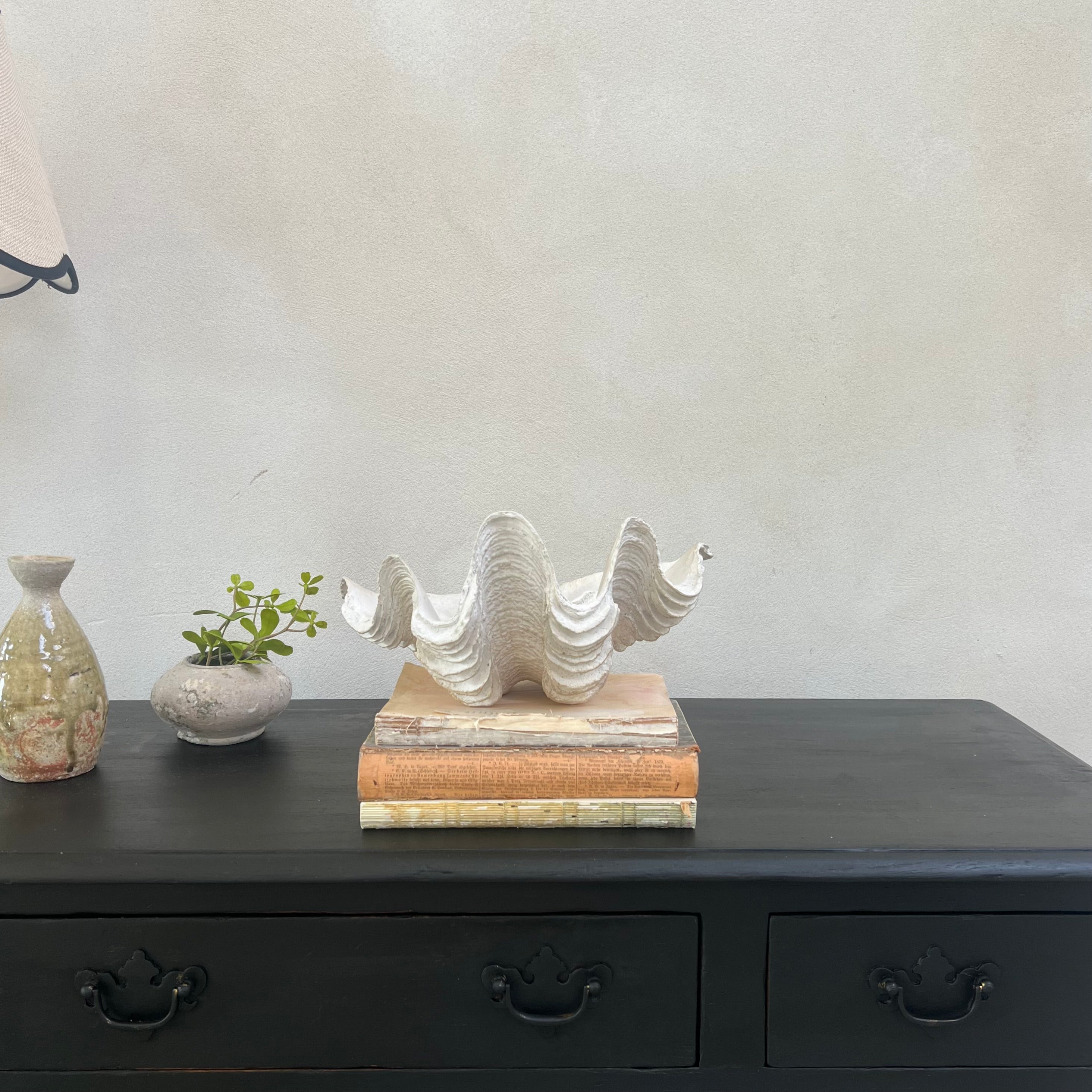 Decorative White Clam Shell