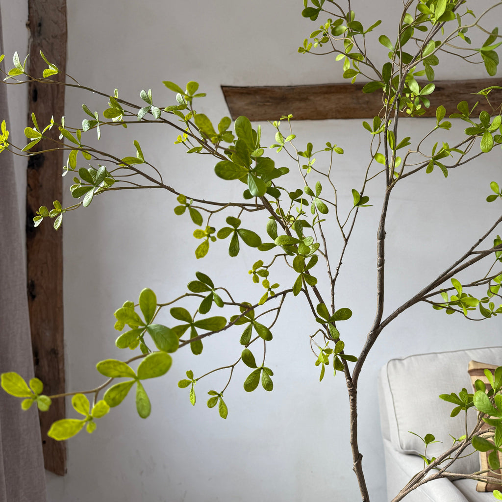 Faux potted Bucida Black Olive Tree 220cm