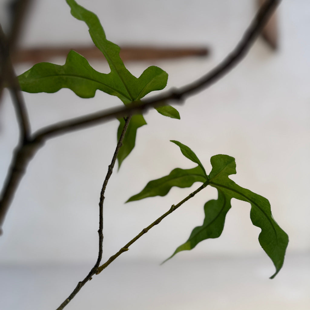 Faux potted fig tree 210cm