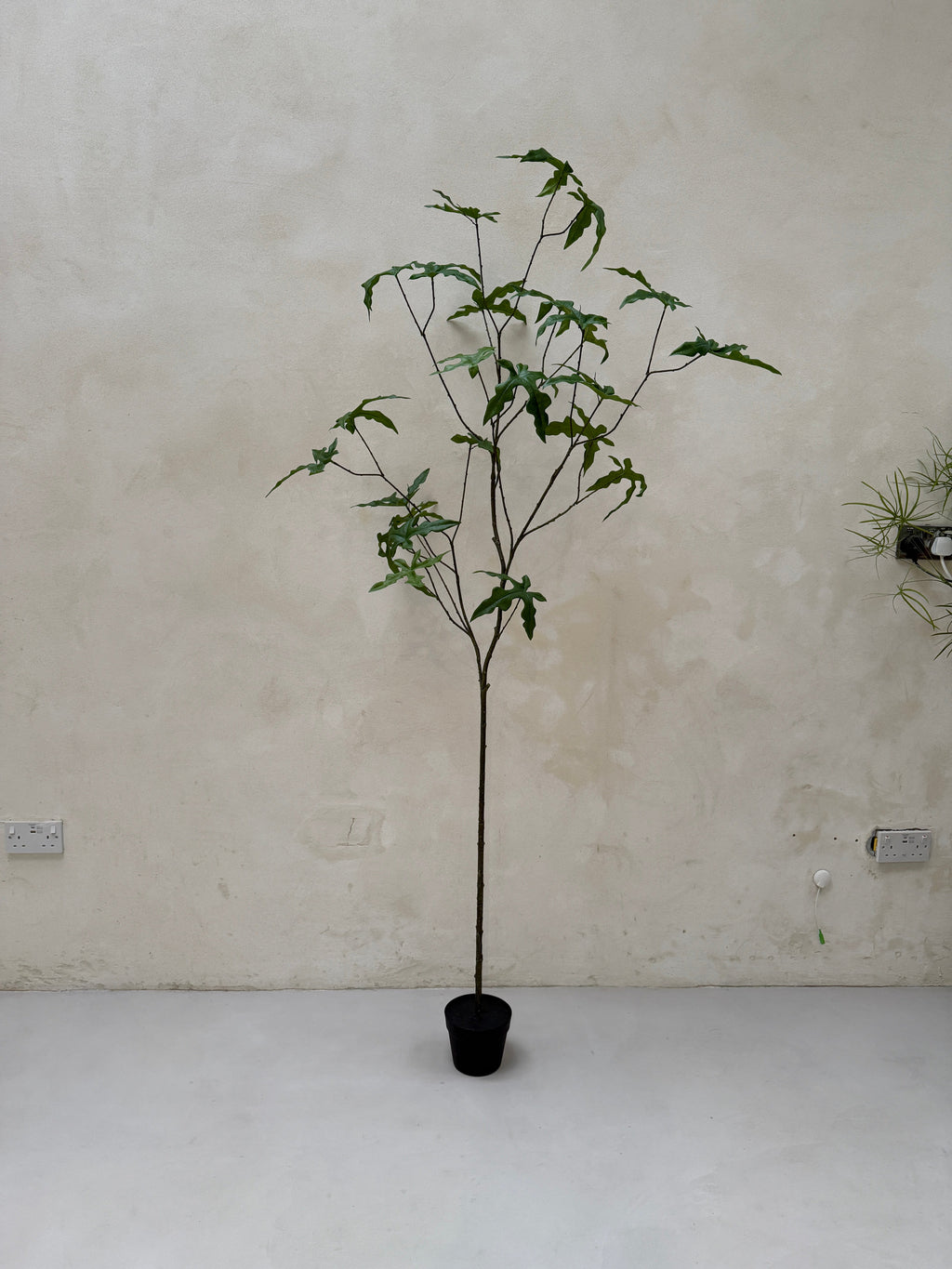 Faux potted fig tree 210cm