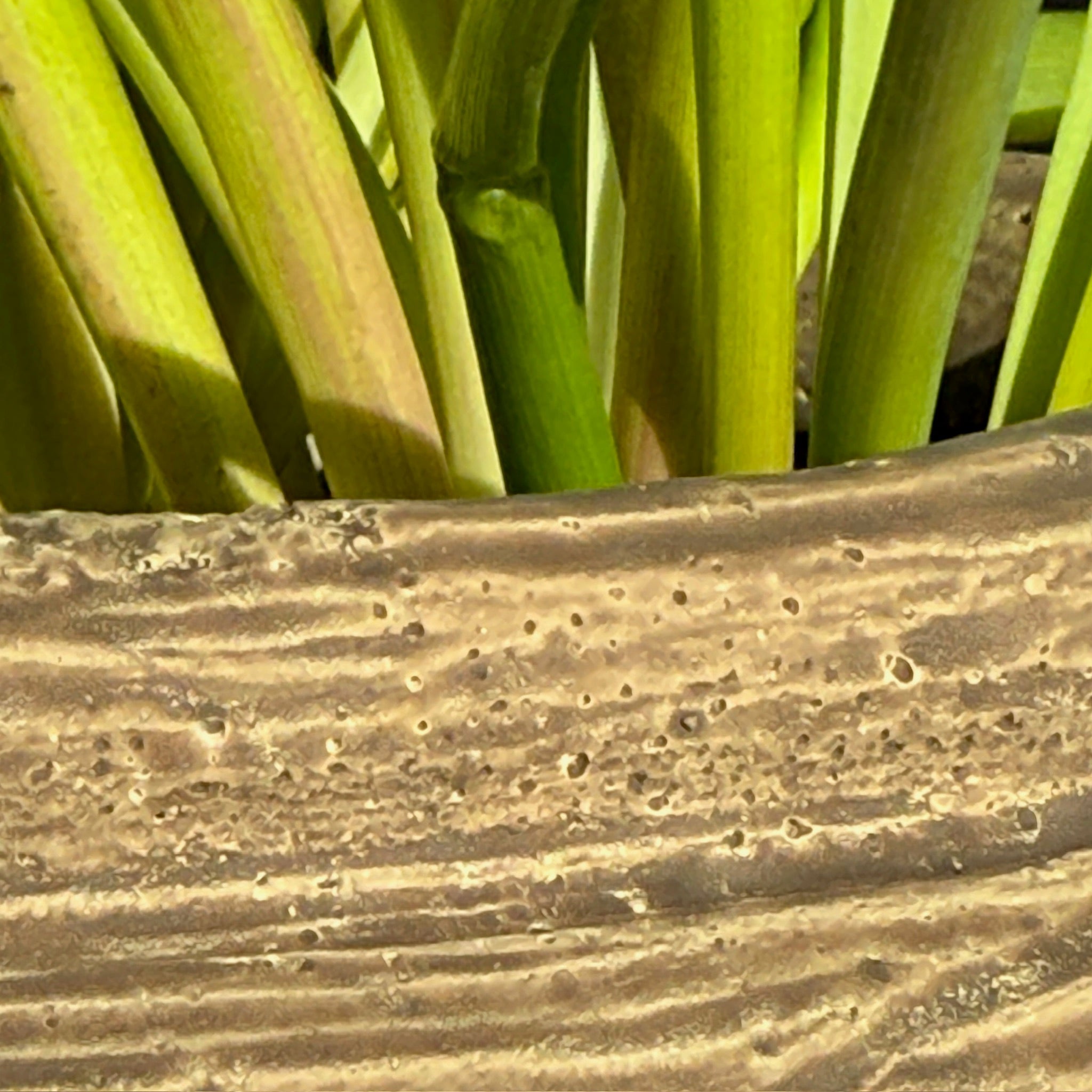 Rustic Ribbed Plant Pot | Fallon